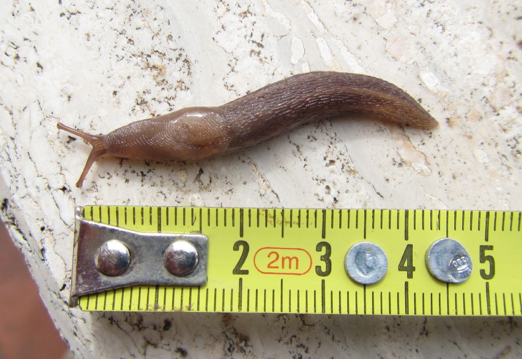 Limax juv. da Macchia del Barco (RM)